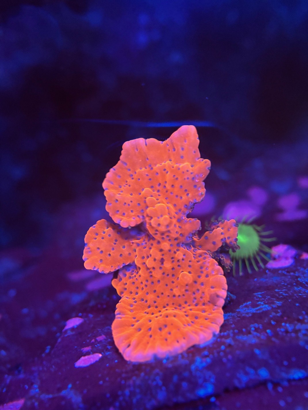 JF Slow Burn Montipora