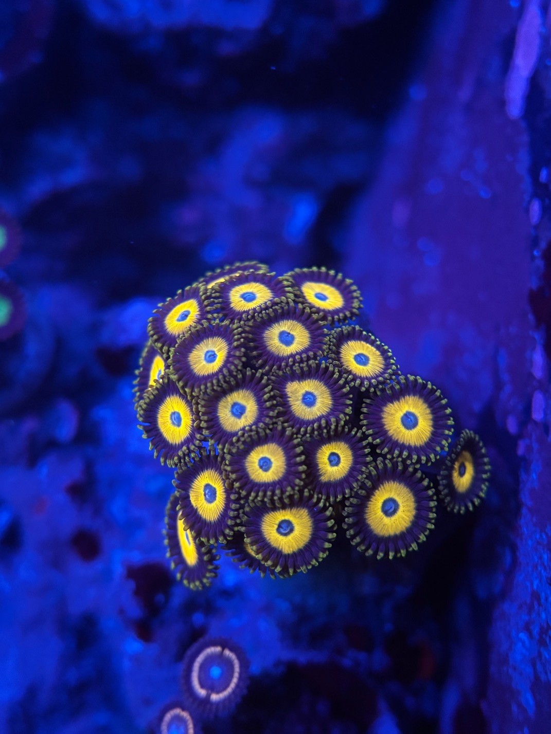 Scrambled Egg Zoanthids