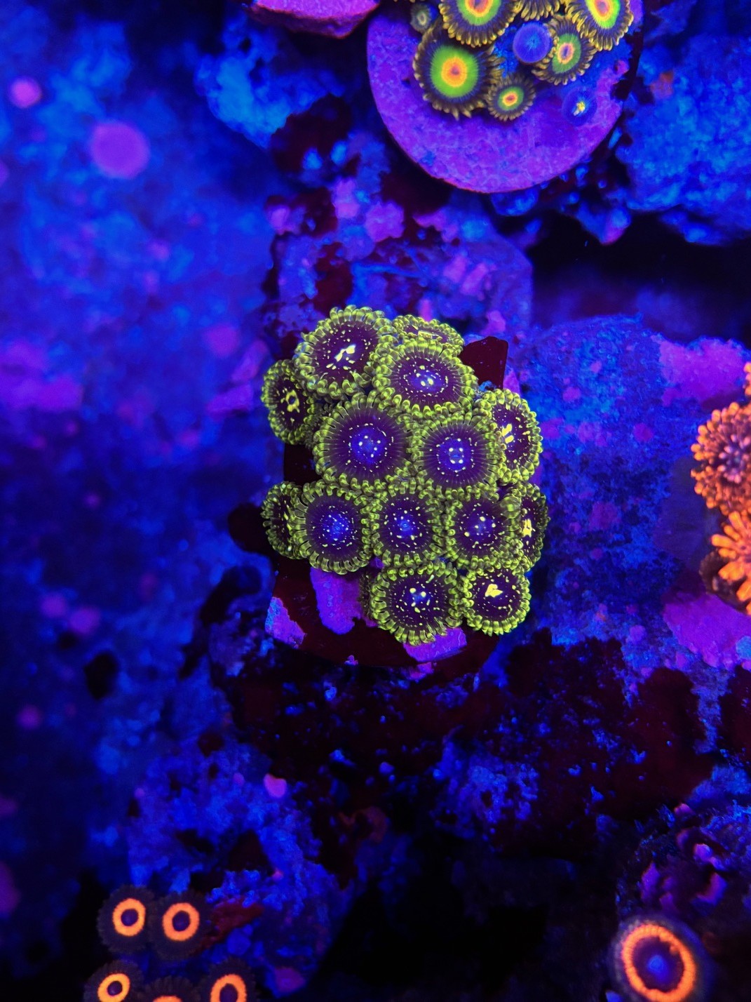 Exosphere zoas 