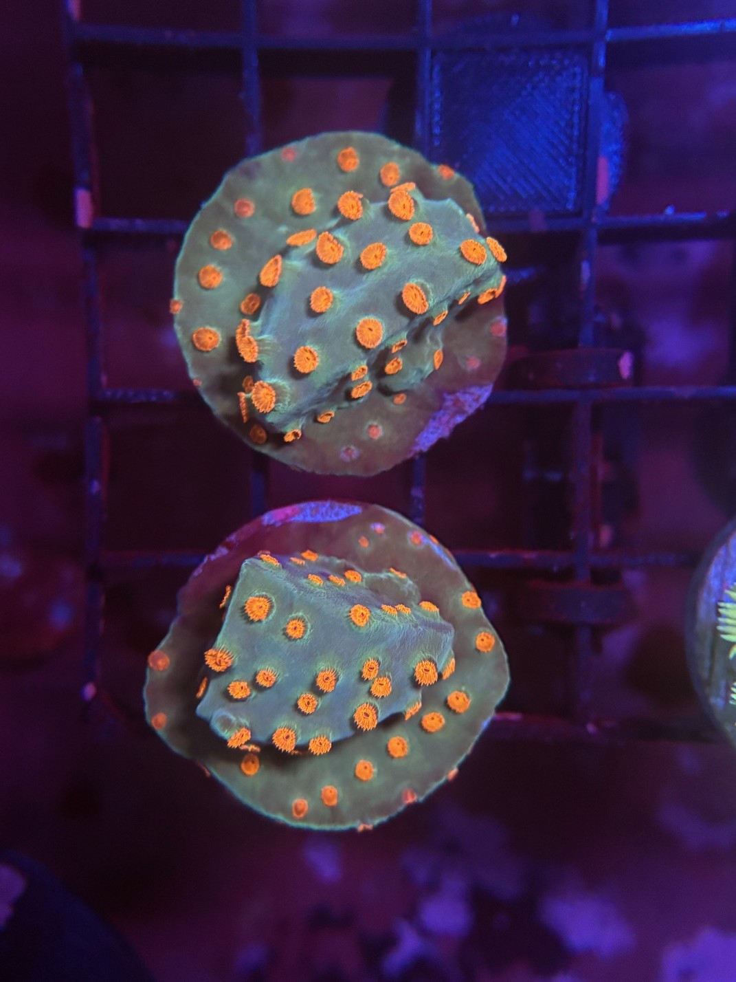 Meteor Shower Cyphastrea