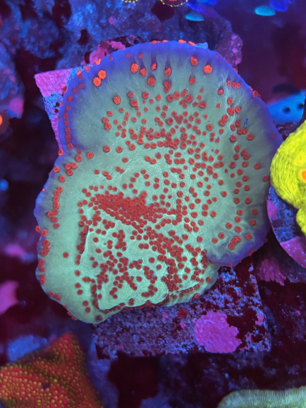 Jedi Mind Trick Montipora Coral