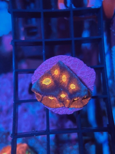 Robs Reef Crazy Clown Favia 