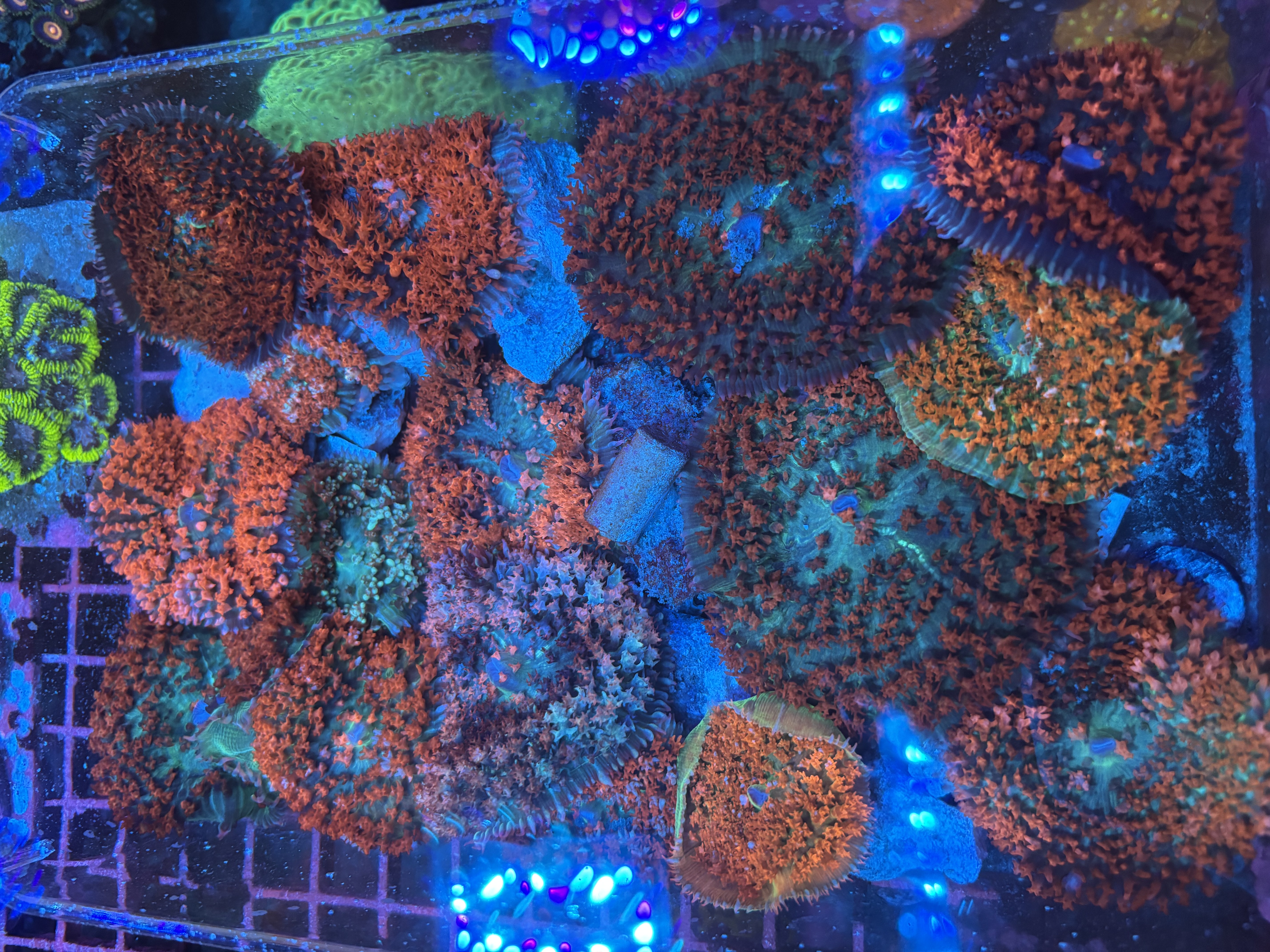 Orange/Red St. Thomas Mushroom 