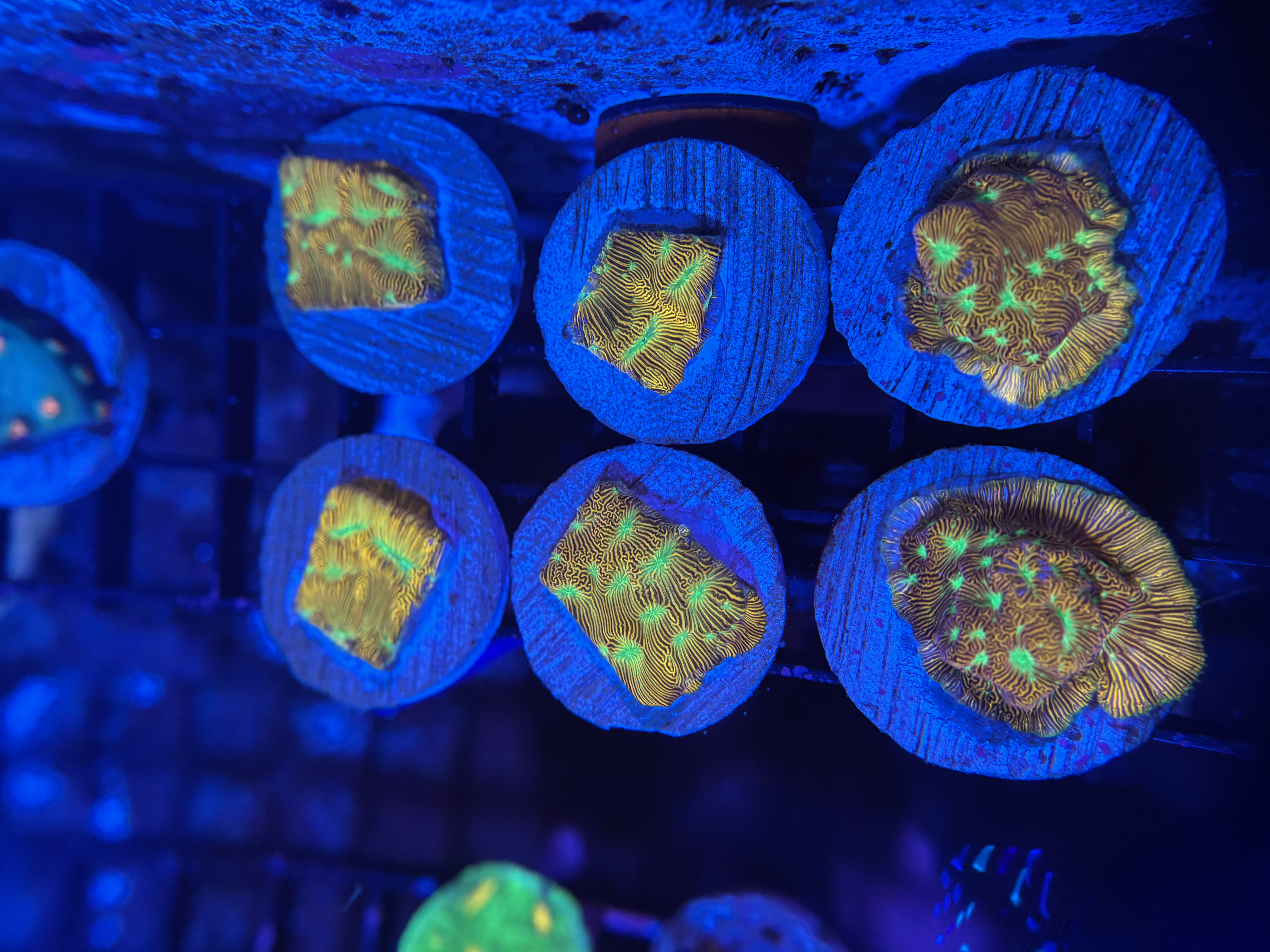 JF Jack -O- Lantern Lepto 