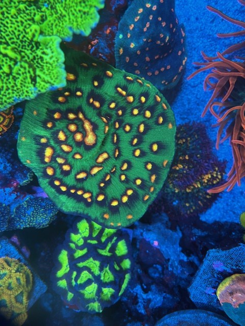 JF Raja Rampage Chalice 