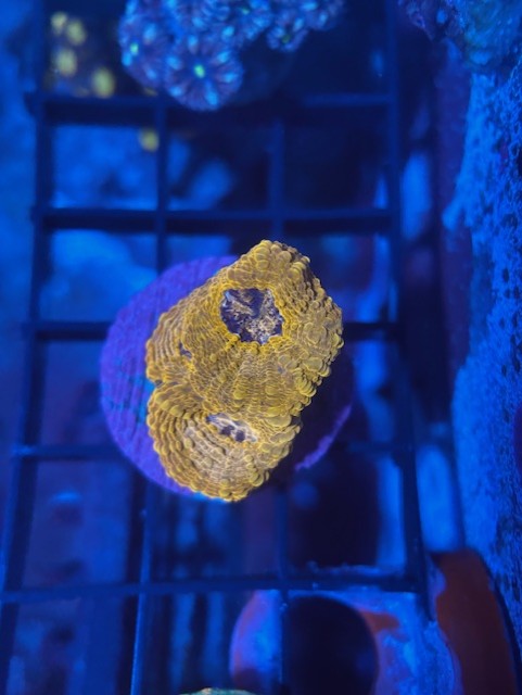 Orange Crush Acanthastrea echinata