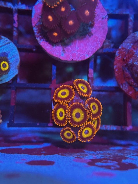 Blondie Zoa Frag  