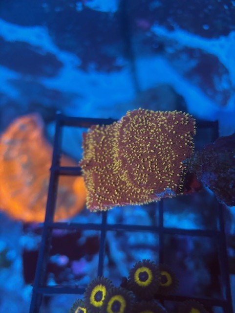 JF Freak Hair Lithophyllon chunk