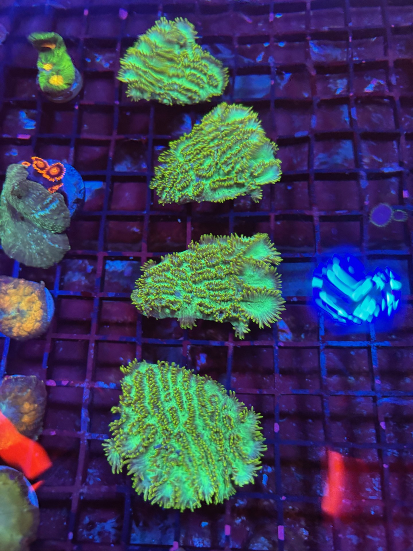 Ultra green Hydnophora Frag