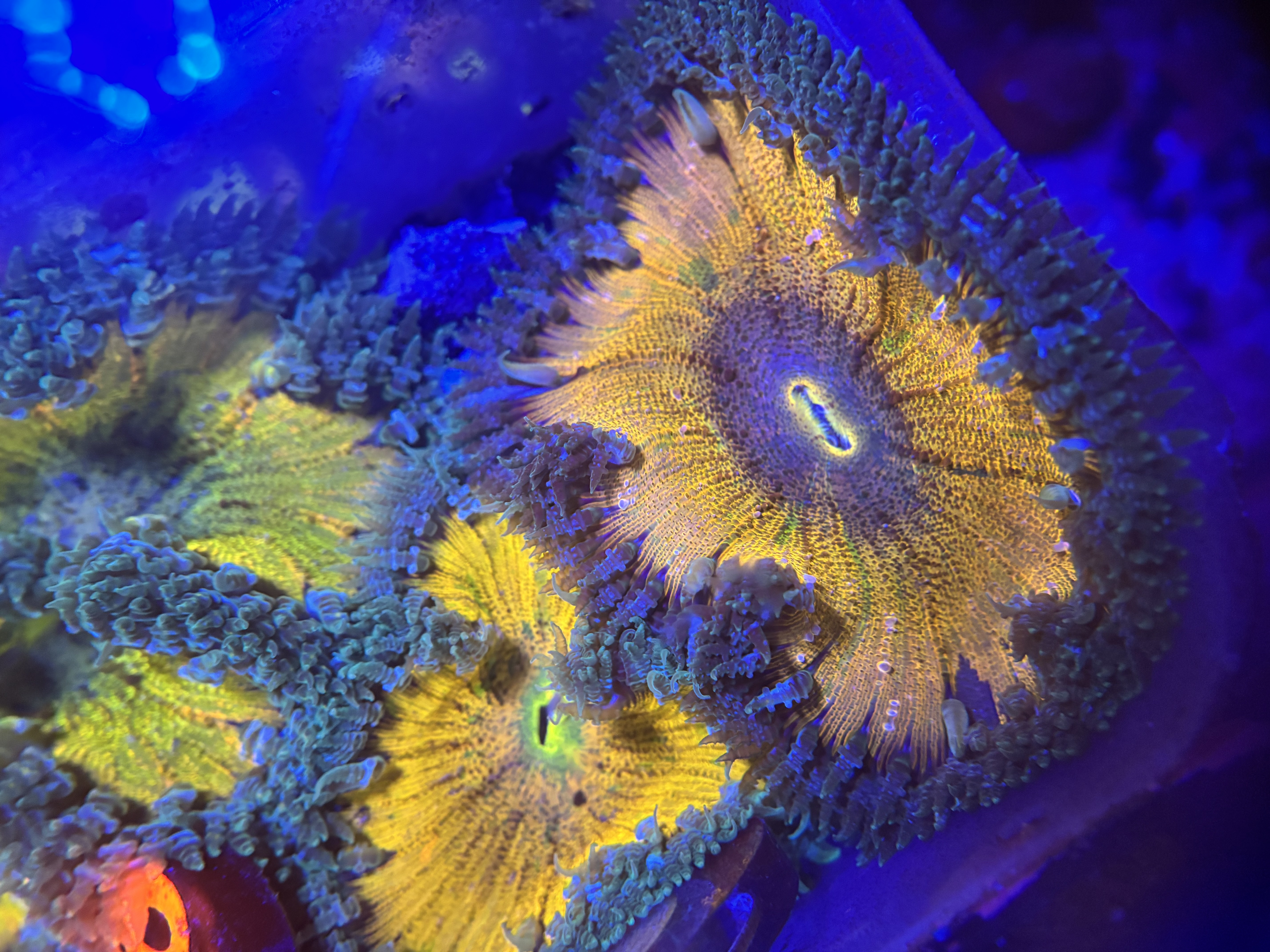 Ultra Yellow Rock Flower Anemone 