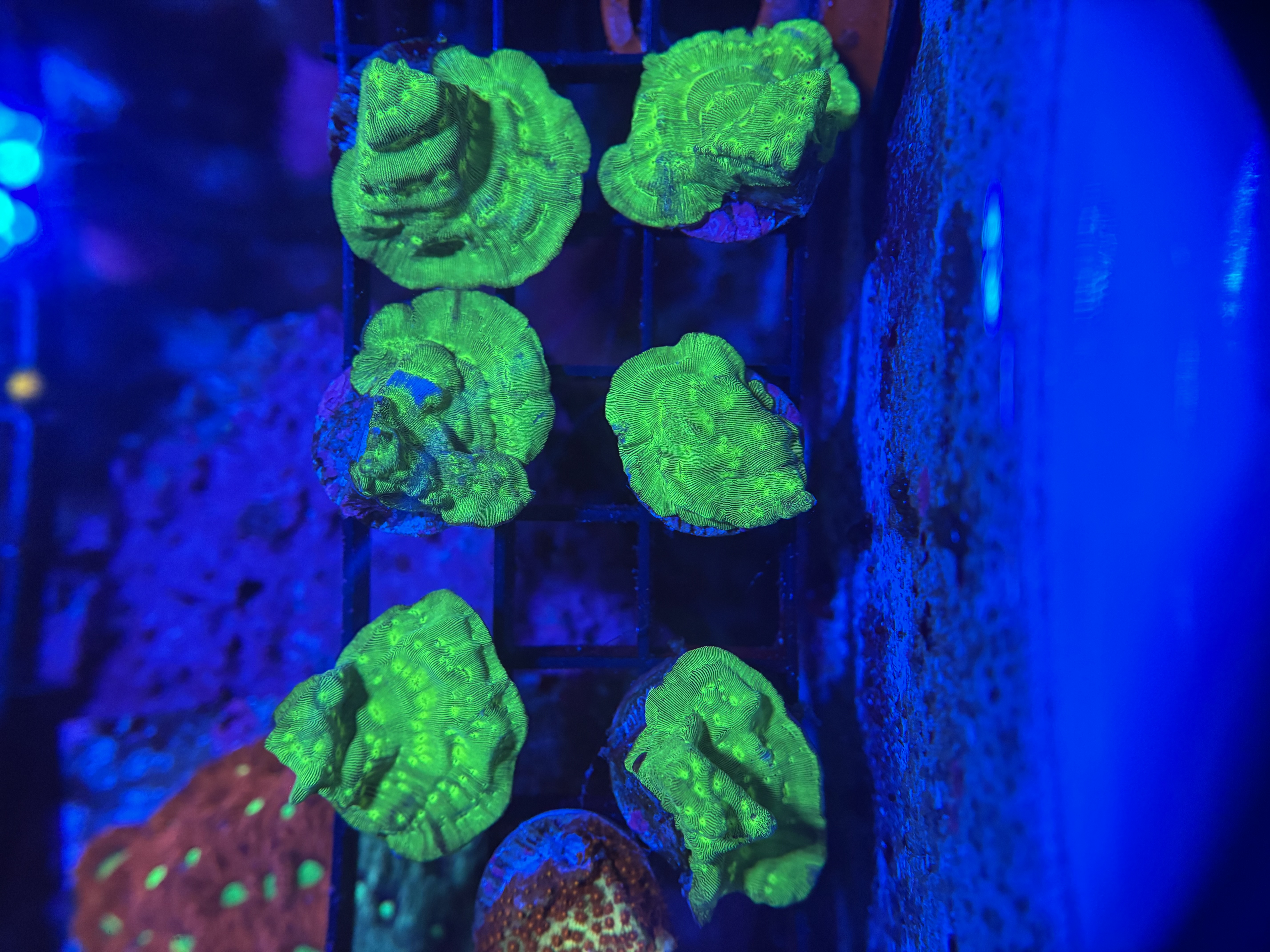 JF Neon Green Leptoseris 