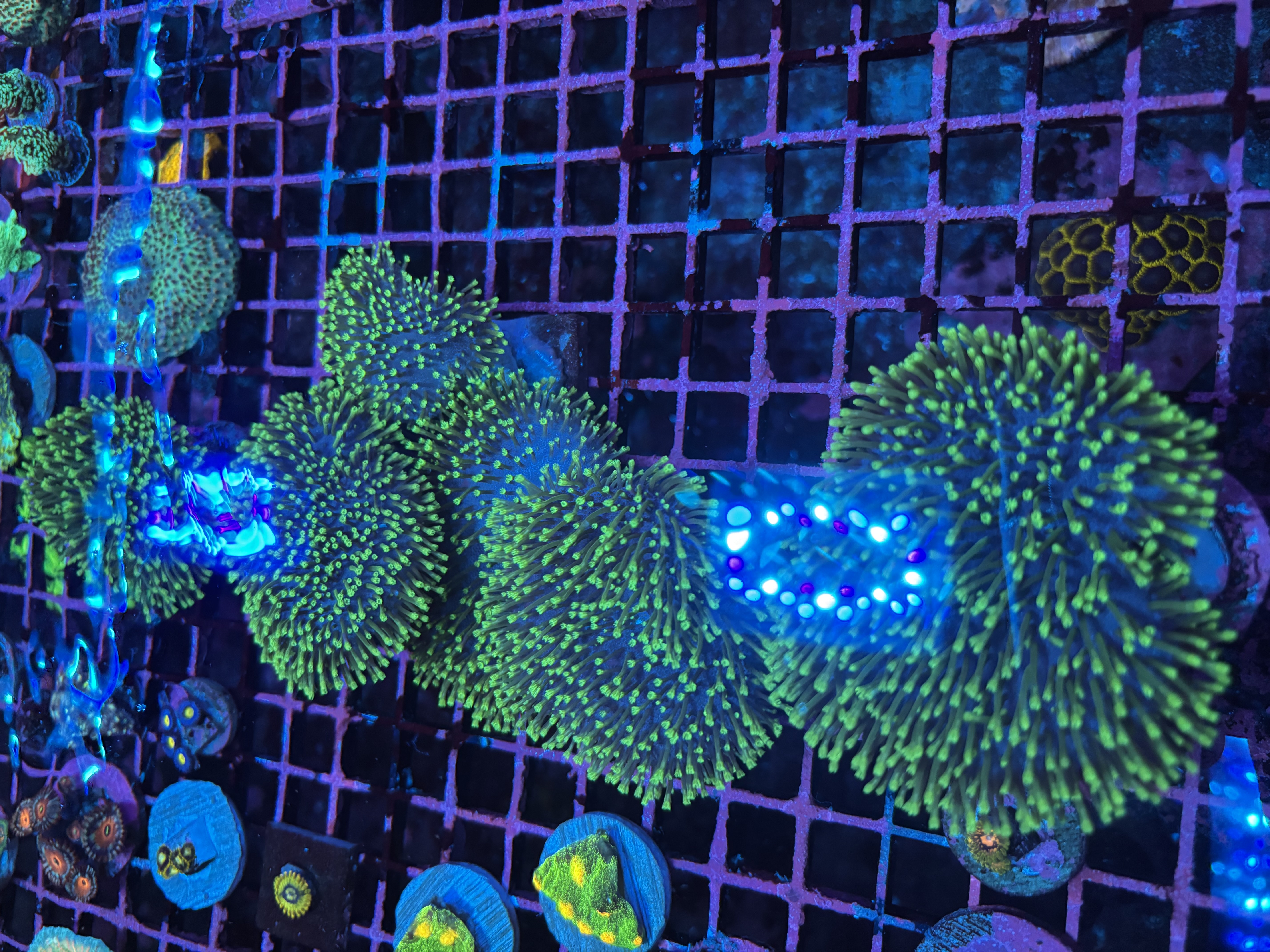 Neon Green Polyp Toadstool Leather 