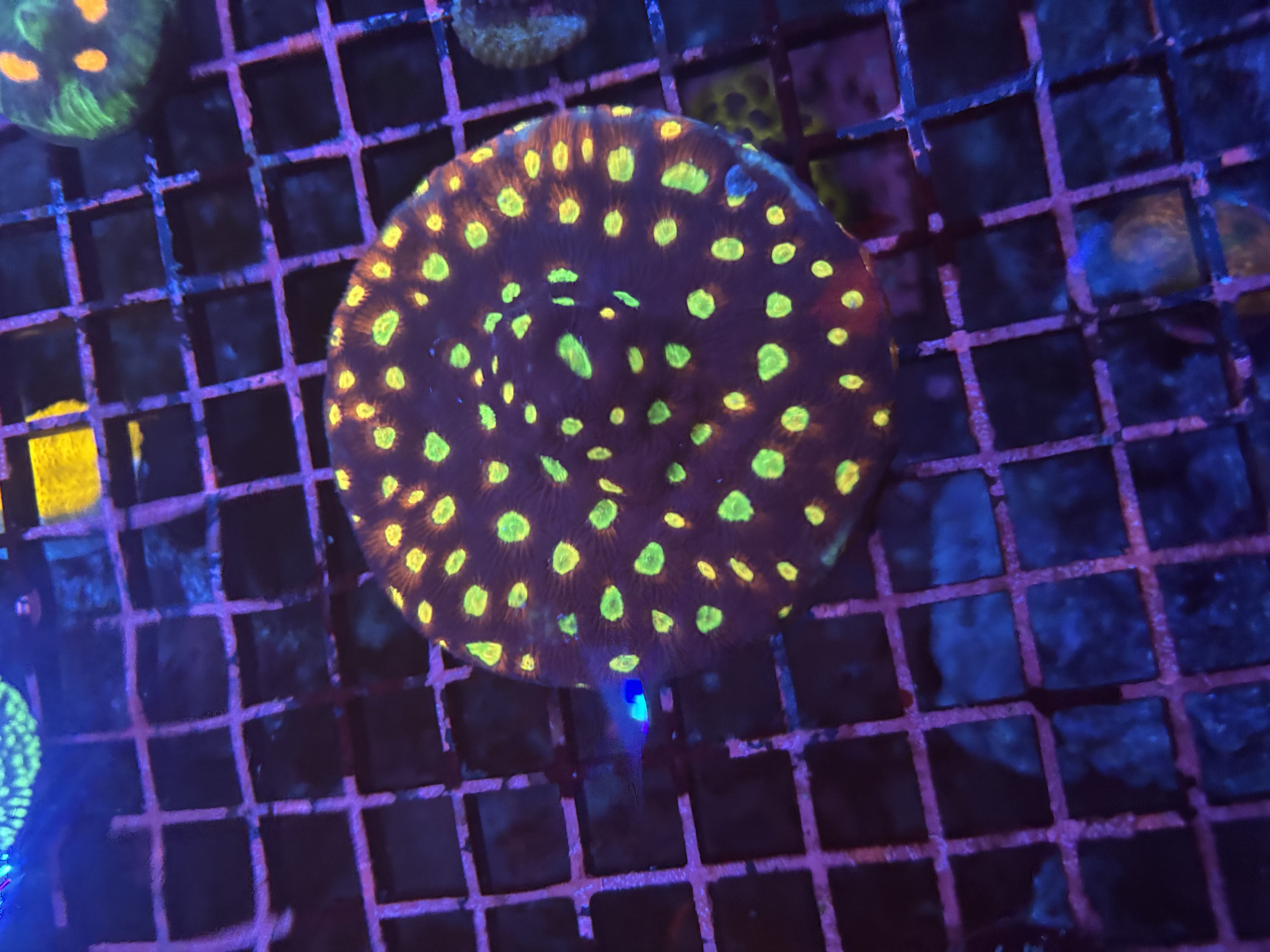 Robs Reef Crazy Clown Favia 