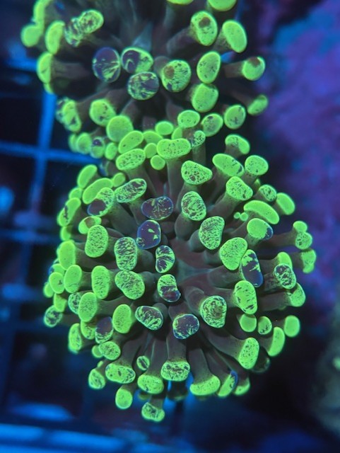 Green Splatter Hammer 