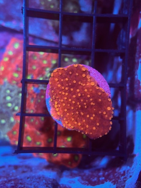 Setting Sun Montipora coral