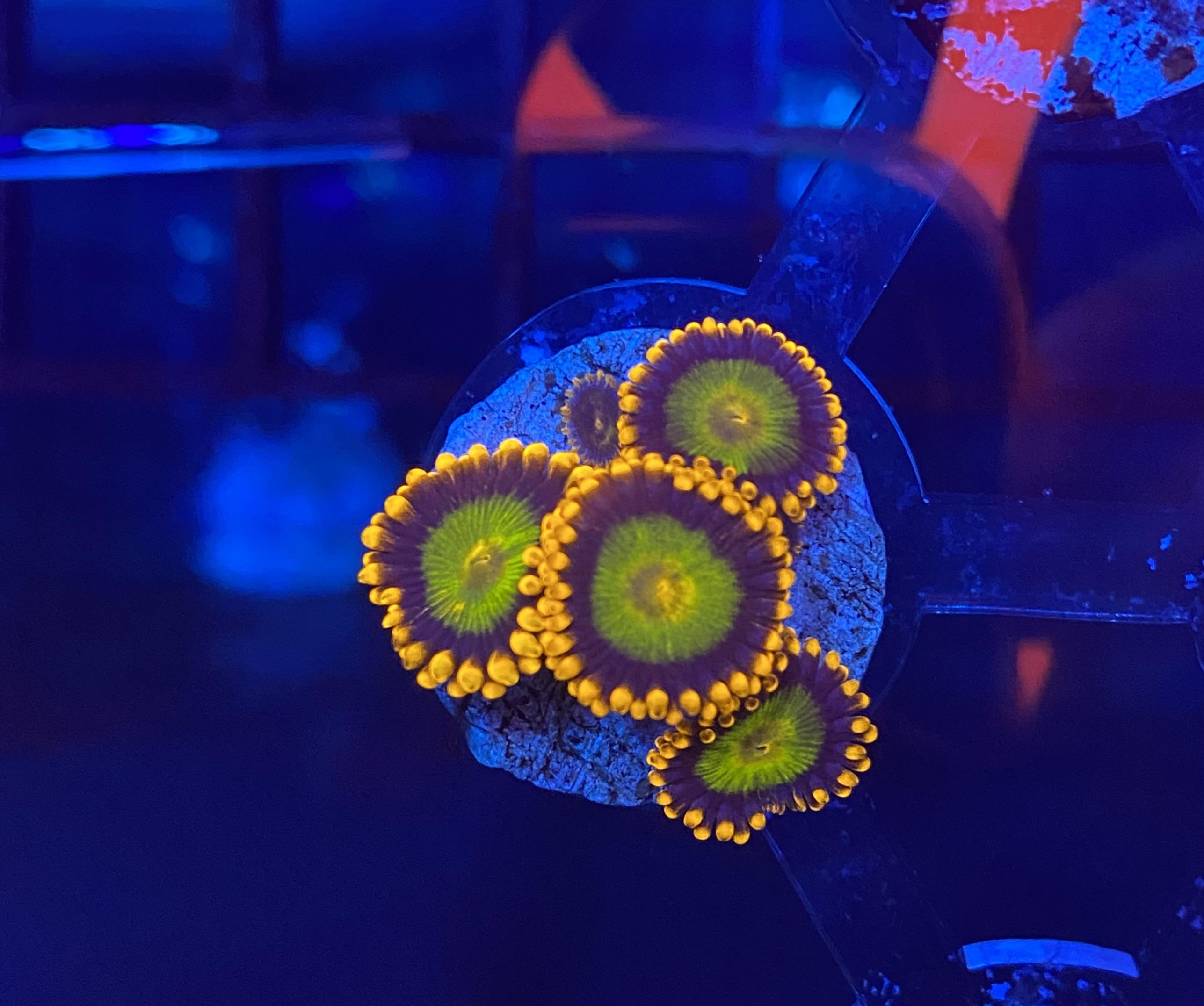 Orange mandarin zoas 