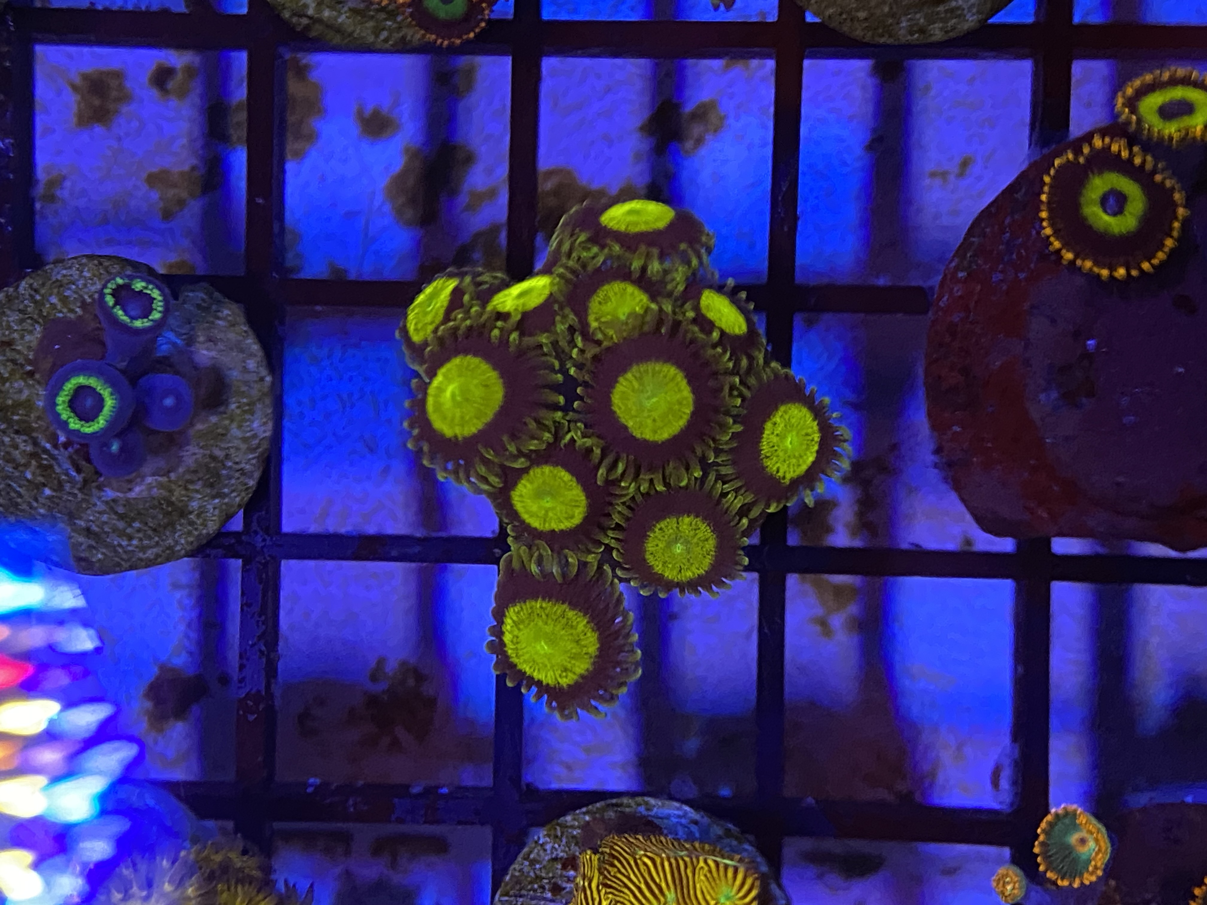 King Midas zoas 