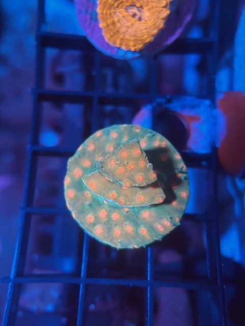 JF Spellbound Cyphastrea frag