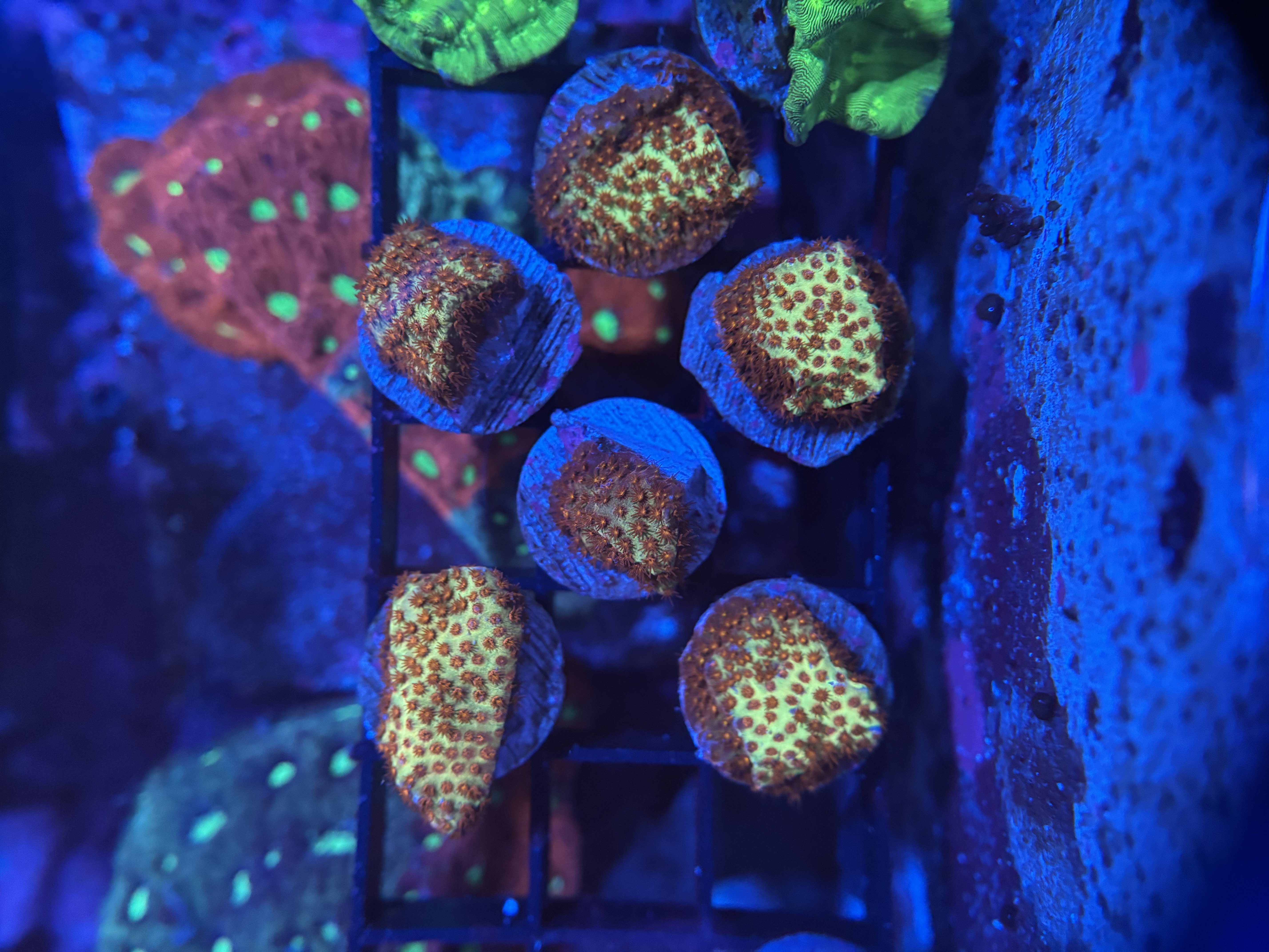 Burning banana stylo 