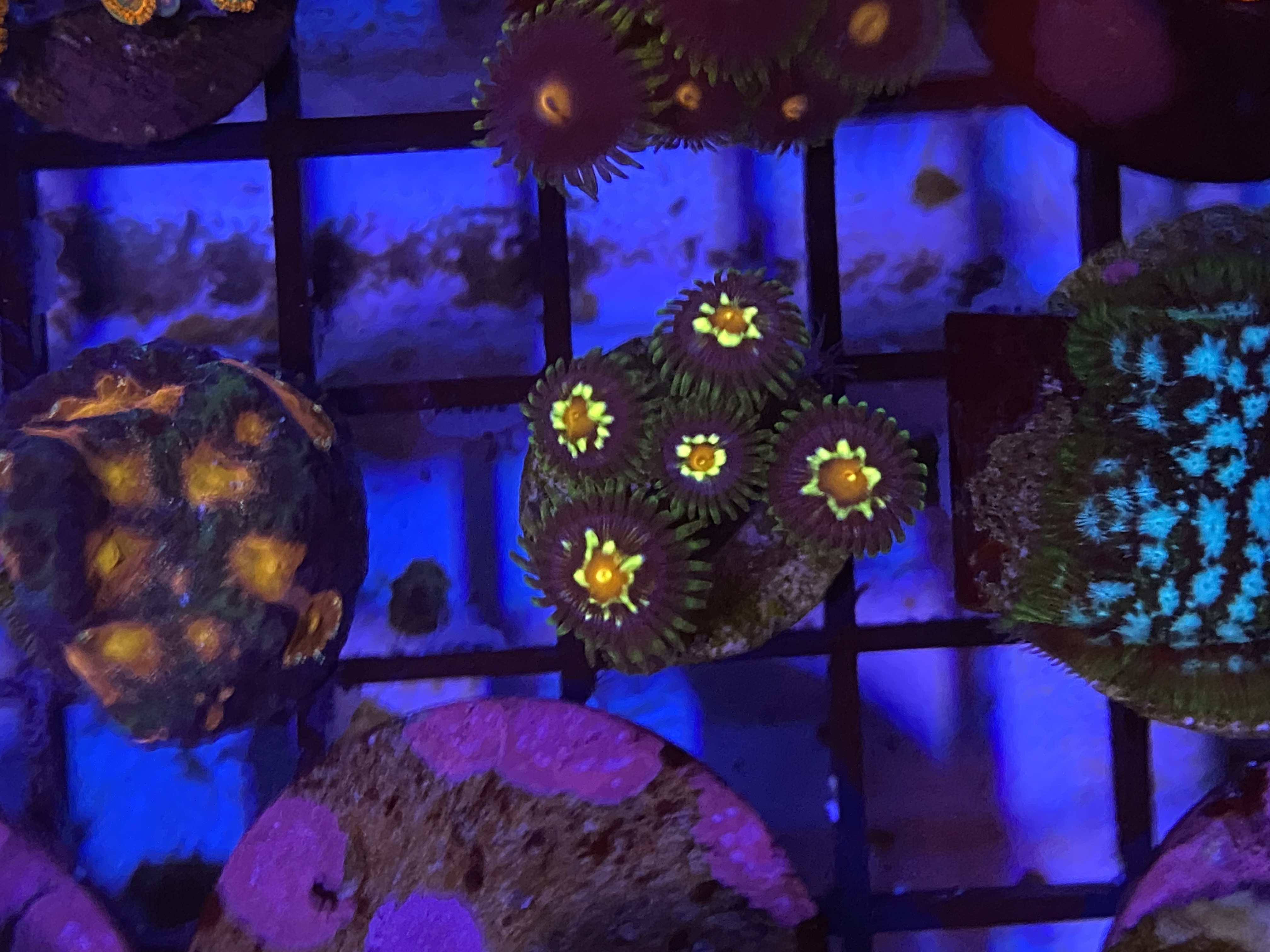 Daisy cutter zoas 
