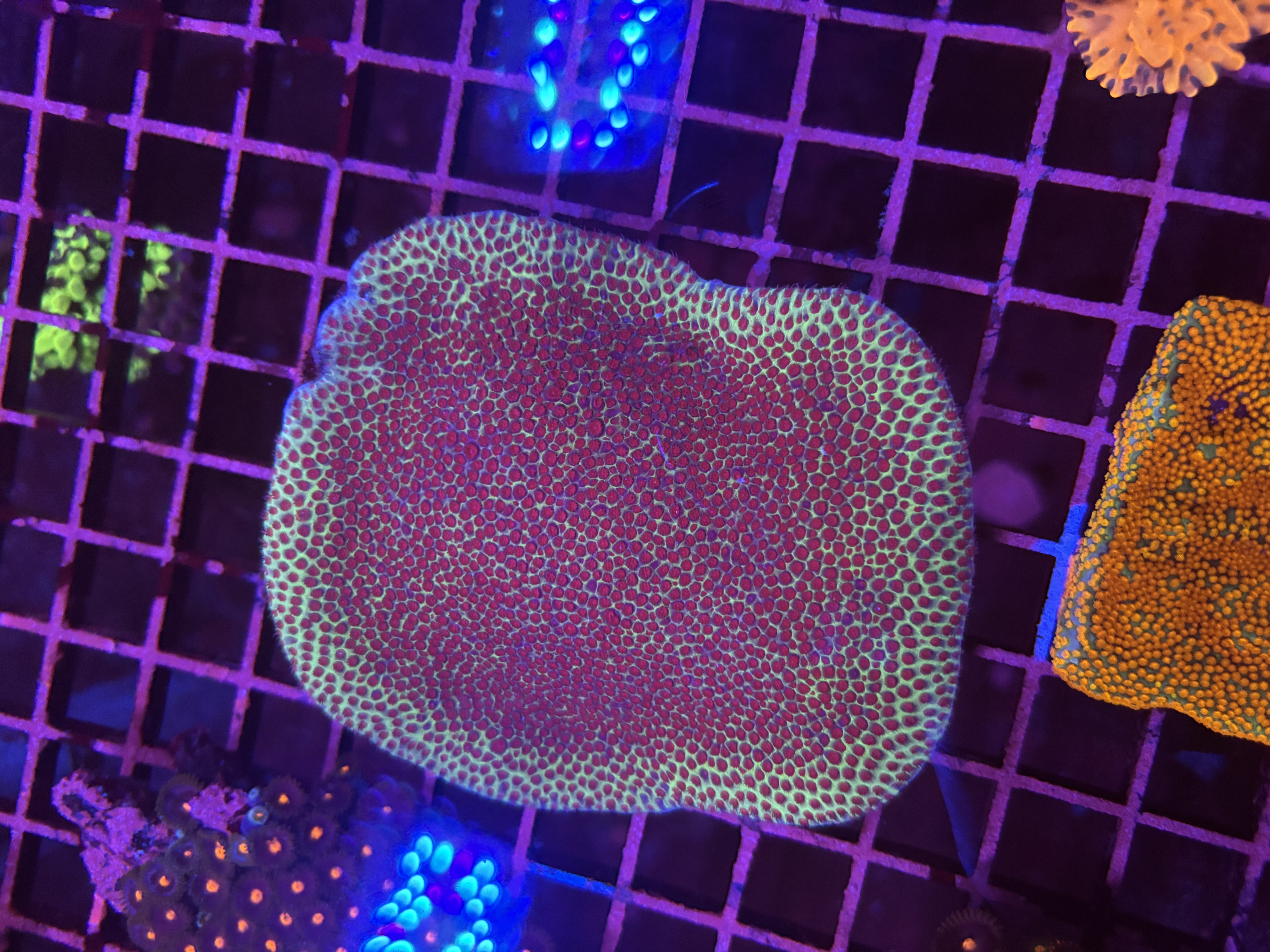 Sand dollar Montipora colony 