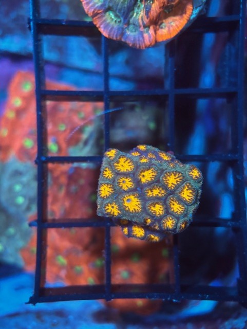 Jason Fox John Deere Leptastrea