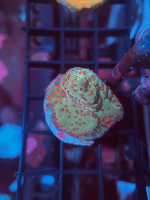 Jedi Mind Trick Montipora Coral