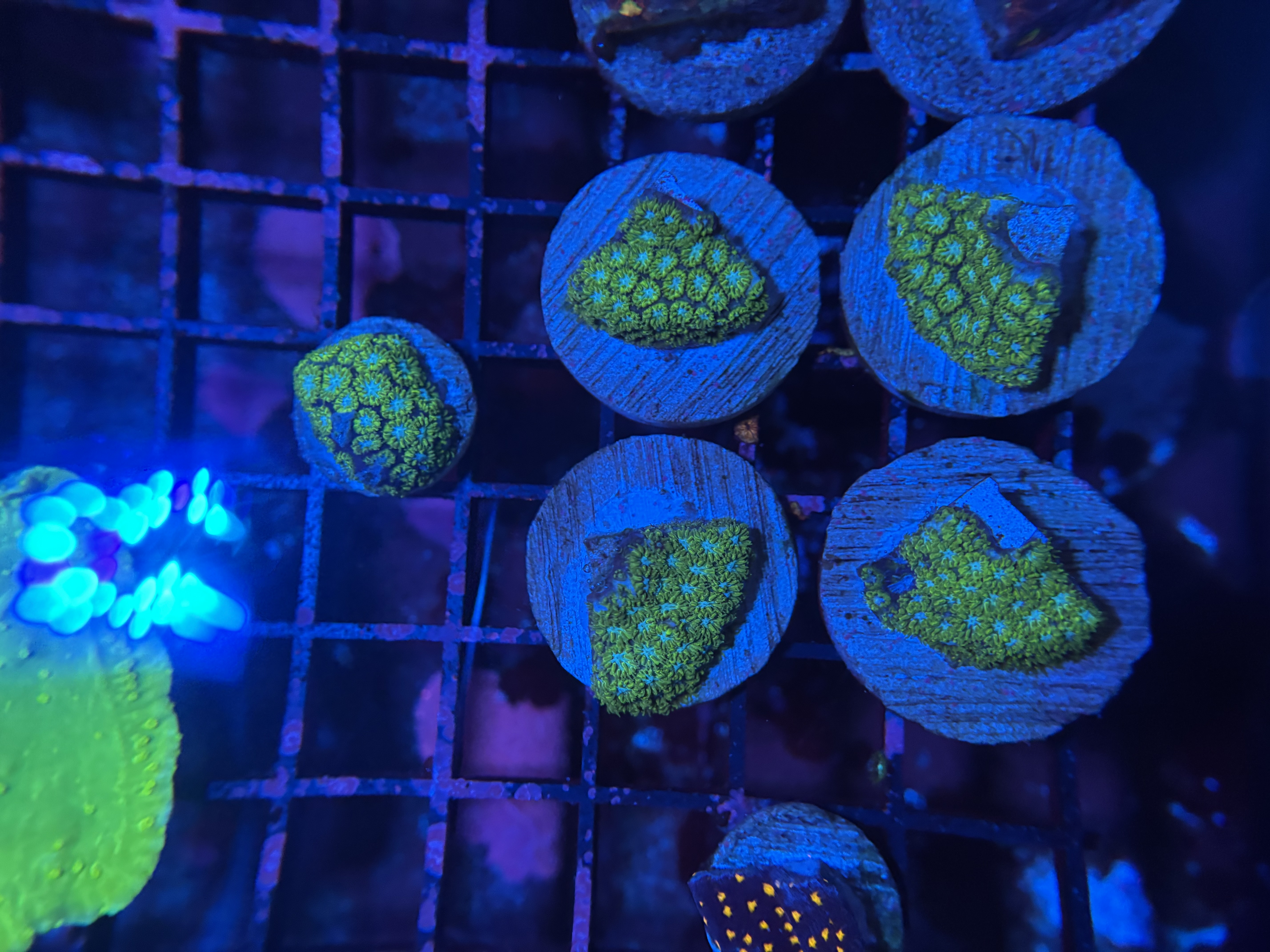 Blue Eyed Leptastrea