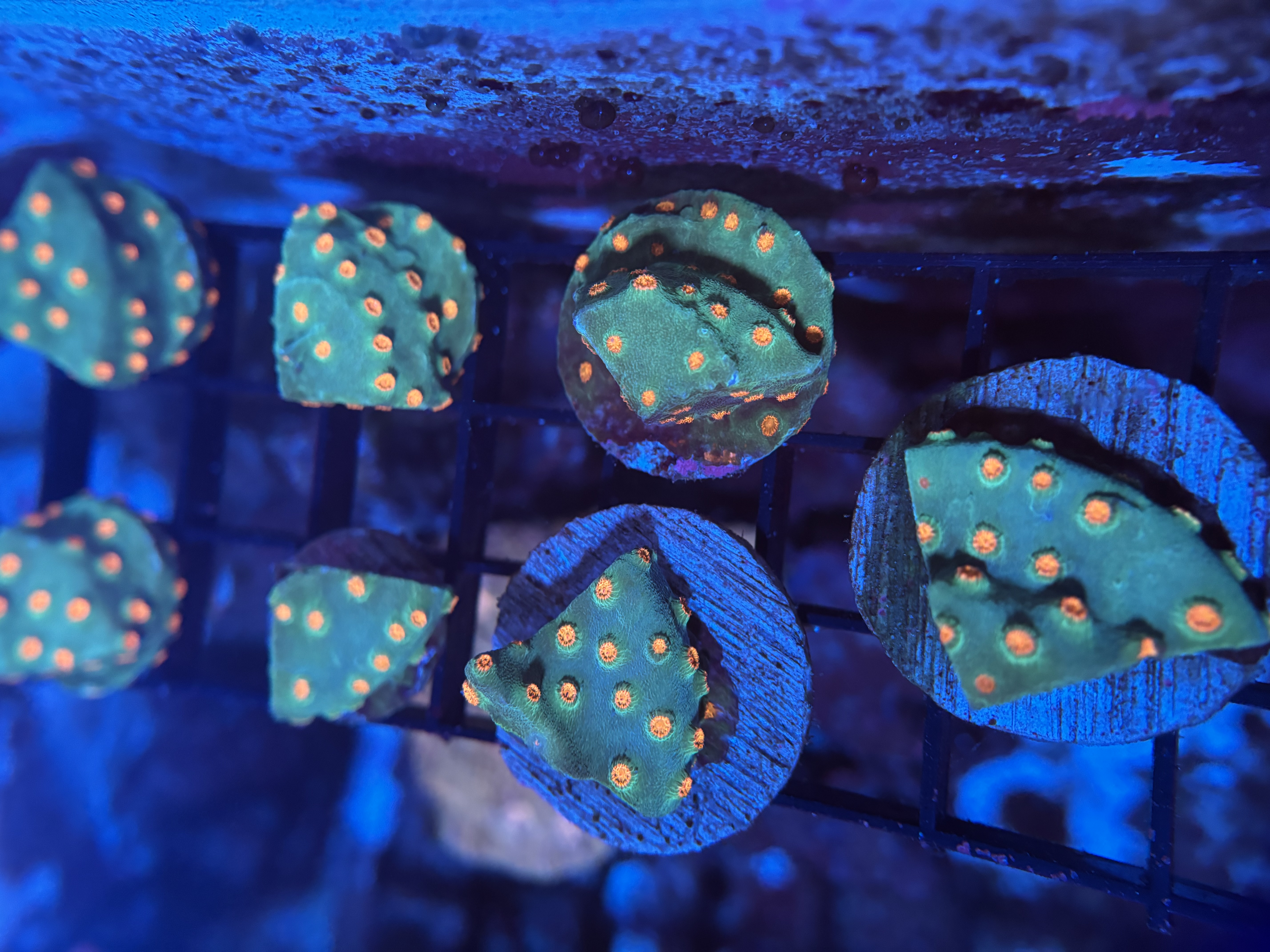 Meteor Shower Cyphastrea 