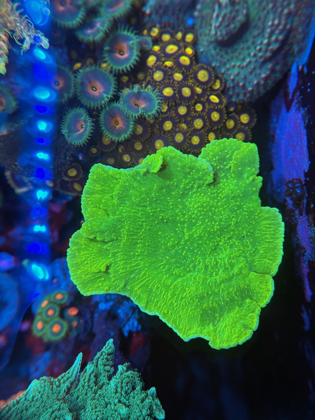 Neon Green Monti Cap Coral