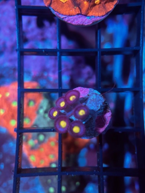 WWC AOI Zoas 
