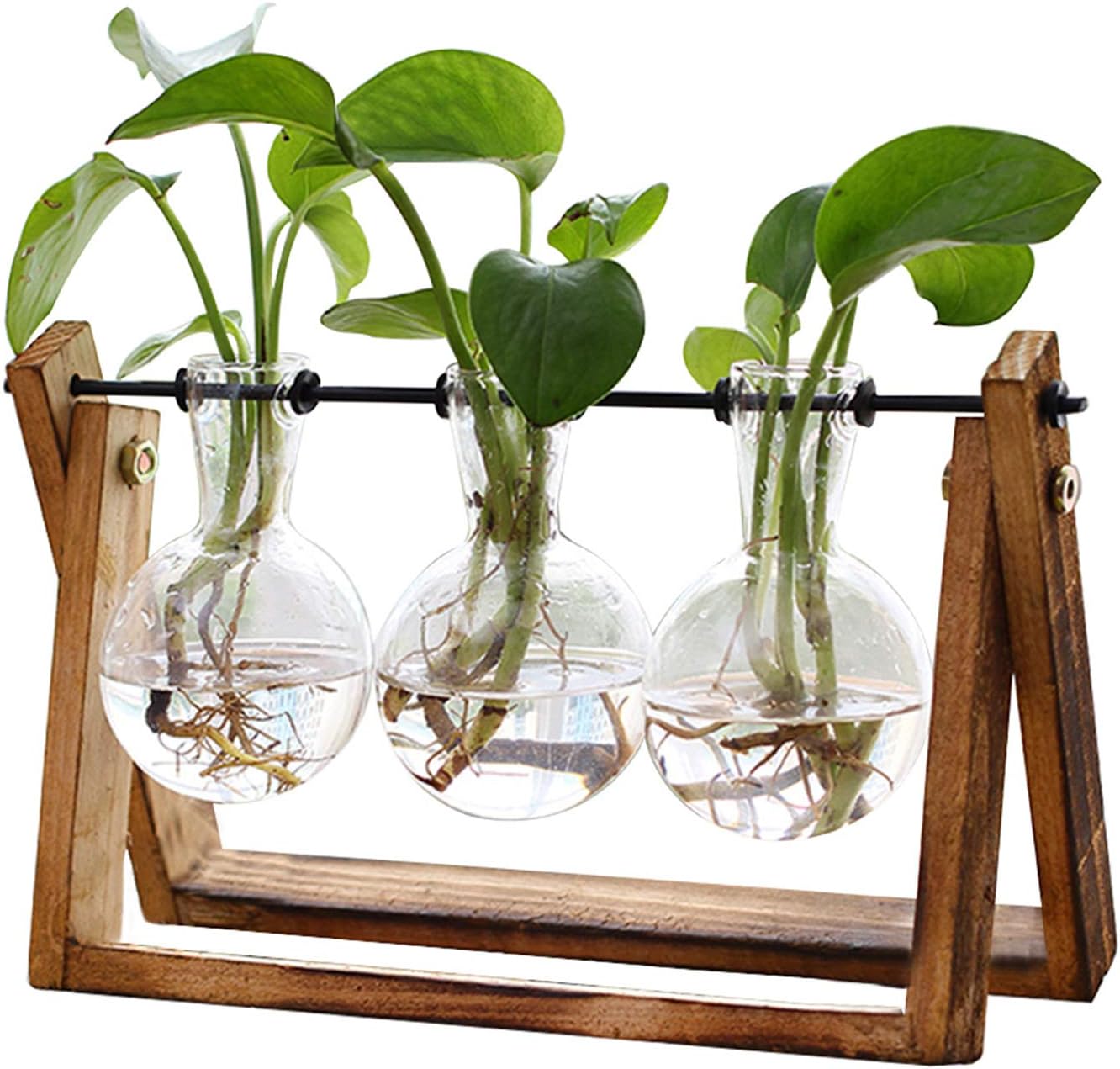 Glass Plant Propagation Station