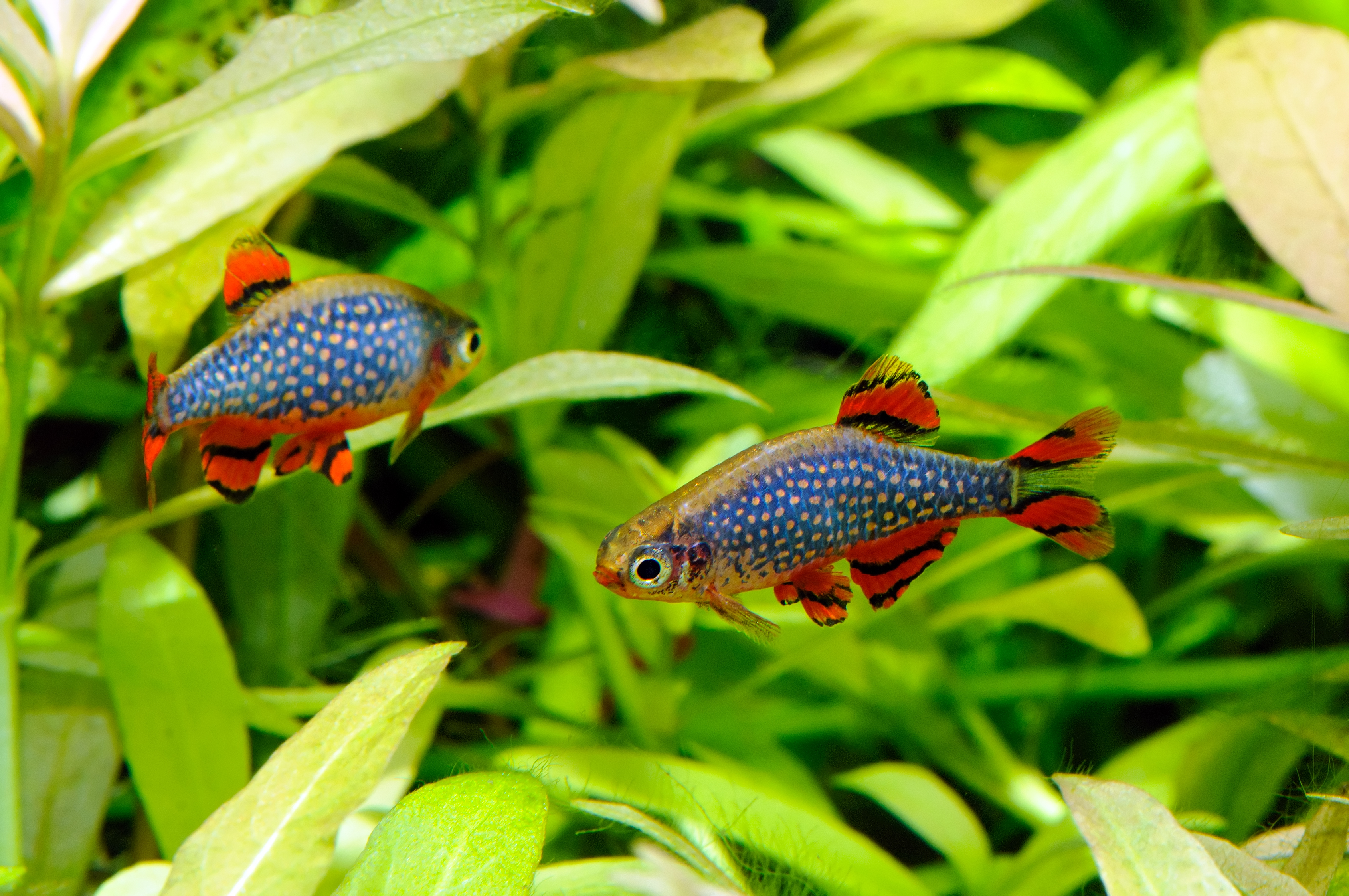 Celestial Pearl Danio (CPD)
