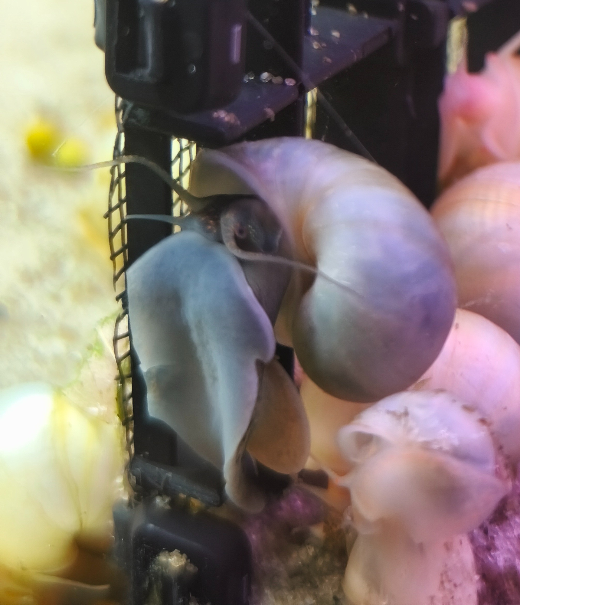 Gilded Steel-Blue Mystery Snail 