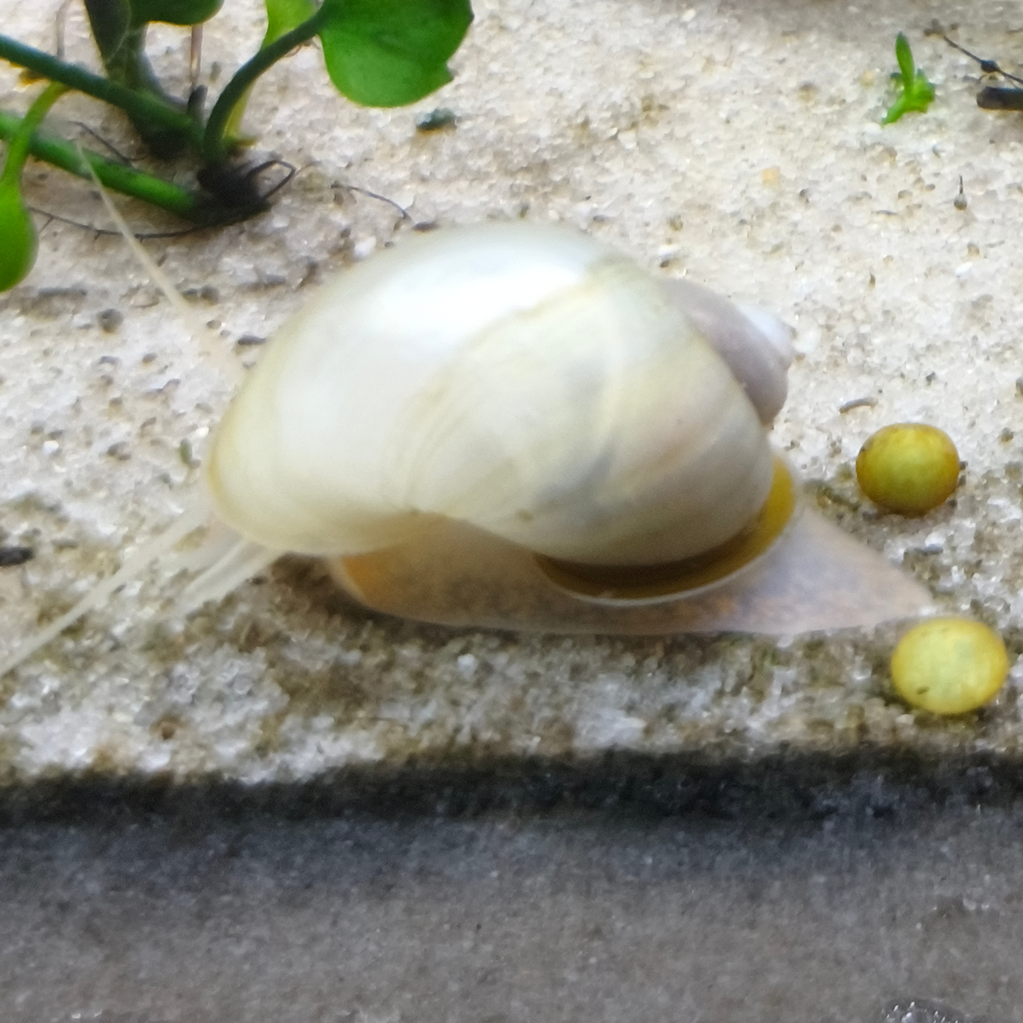 Coral Ivory Mystery Snail