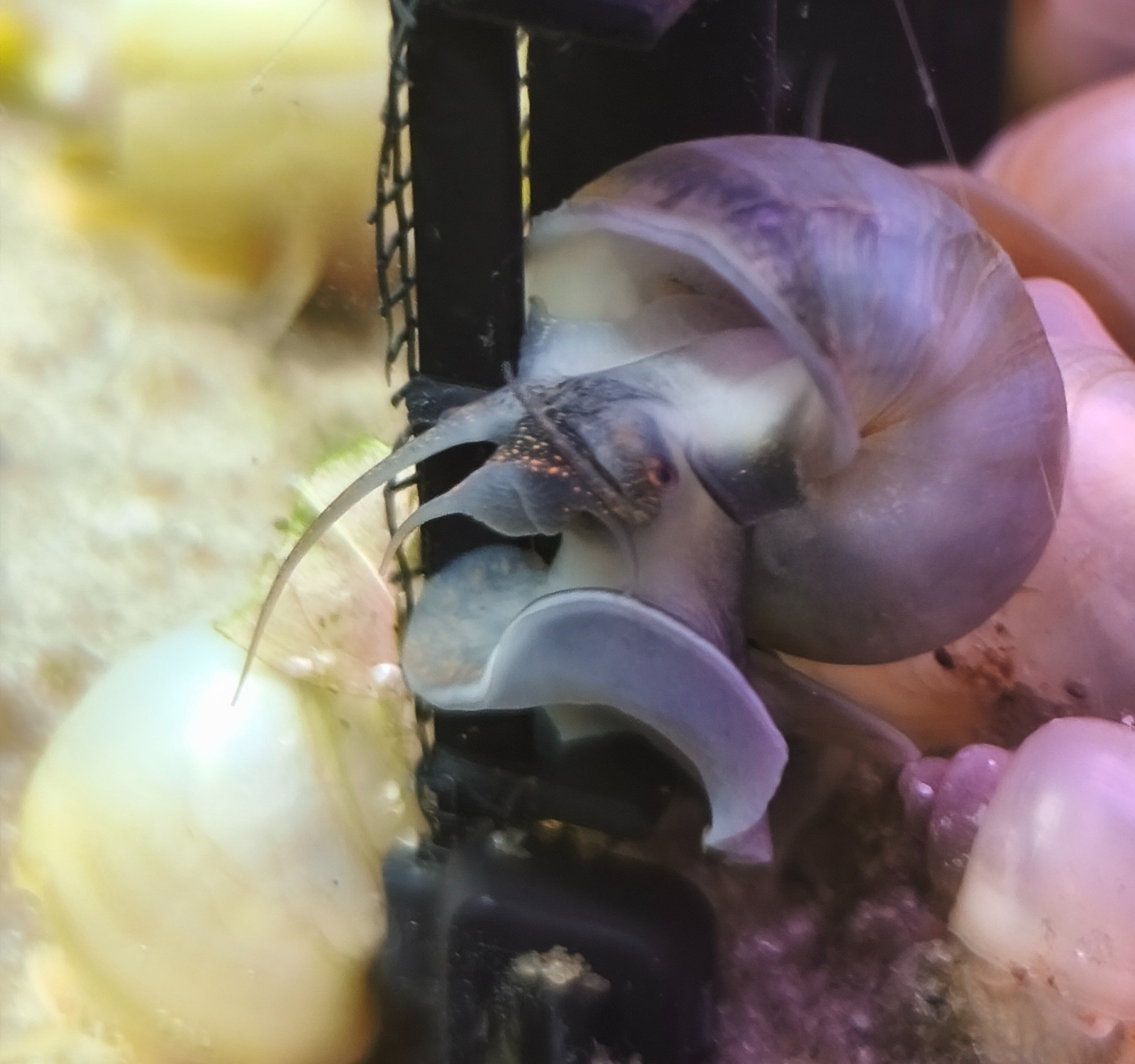 Gilded Steel-Blue Mystery Snail 