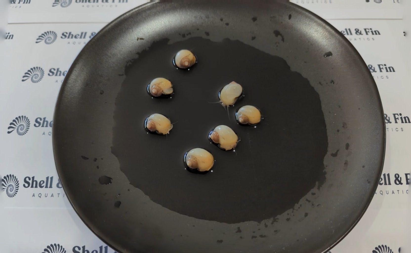 Sunset Ivory Mystery Snail