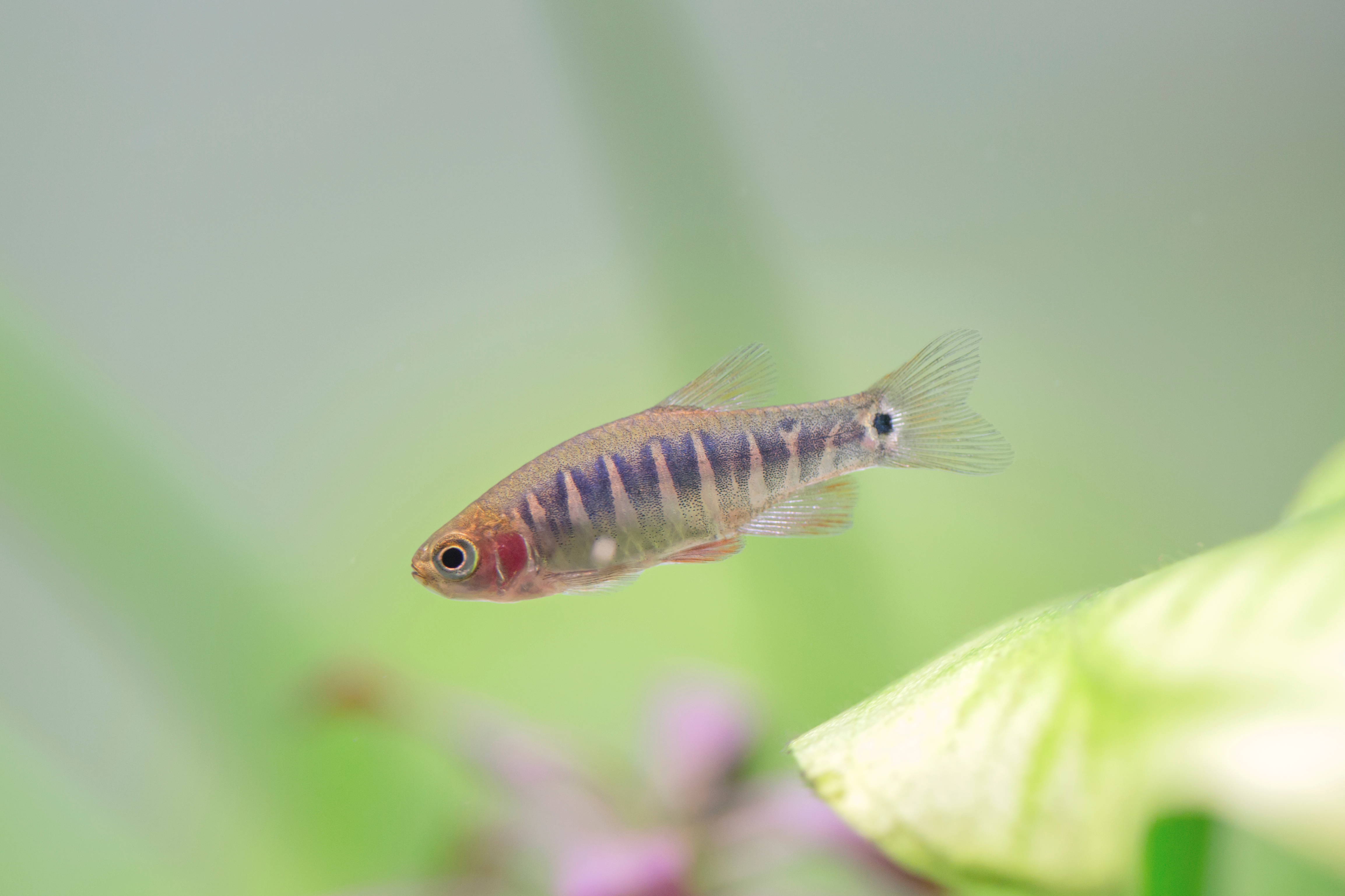 Emerald Dwarf Rasbora