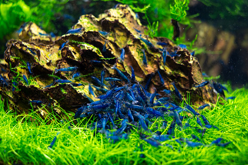 Blue Dream Cherry Shrimp