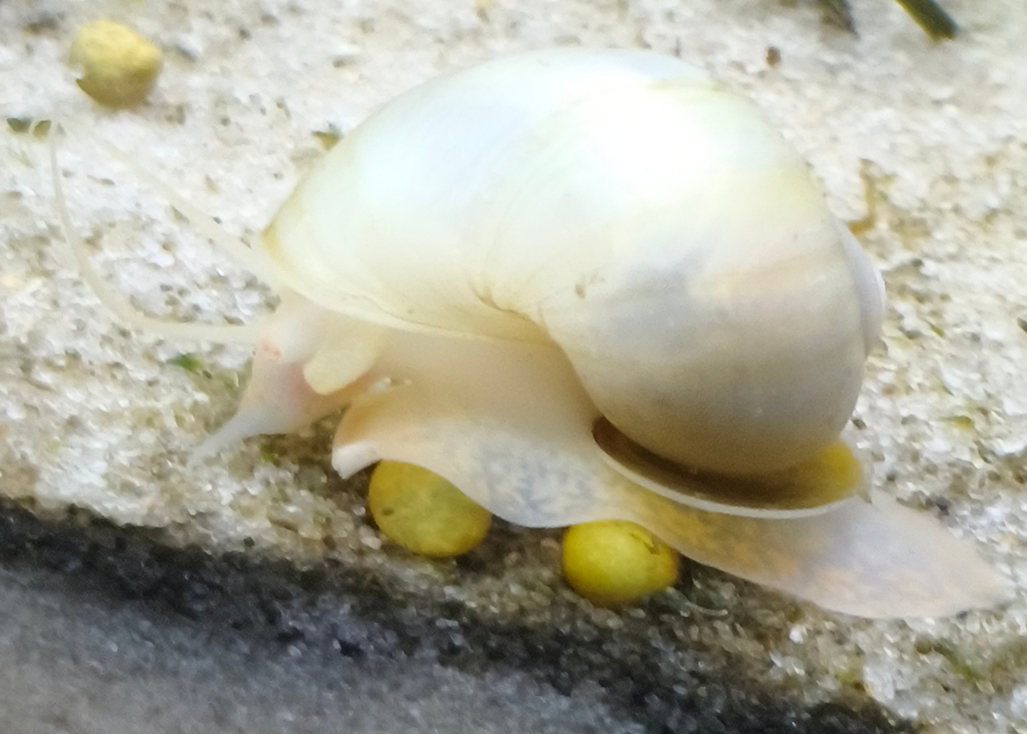 Coral Ivory Mystery Snail