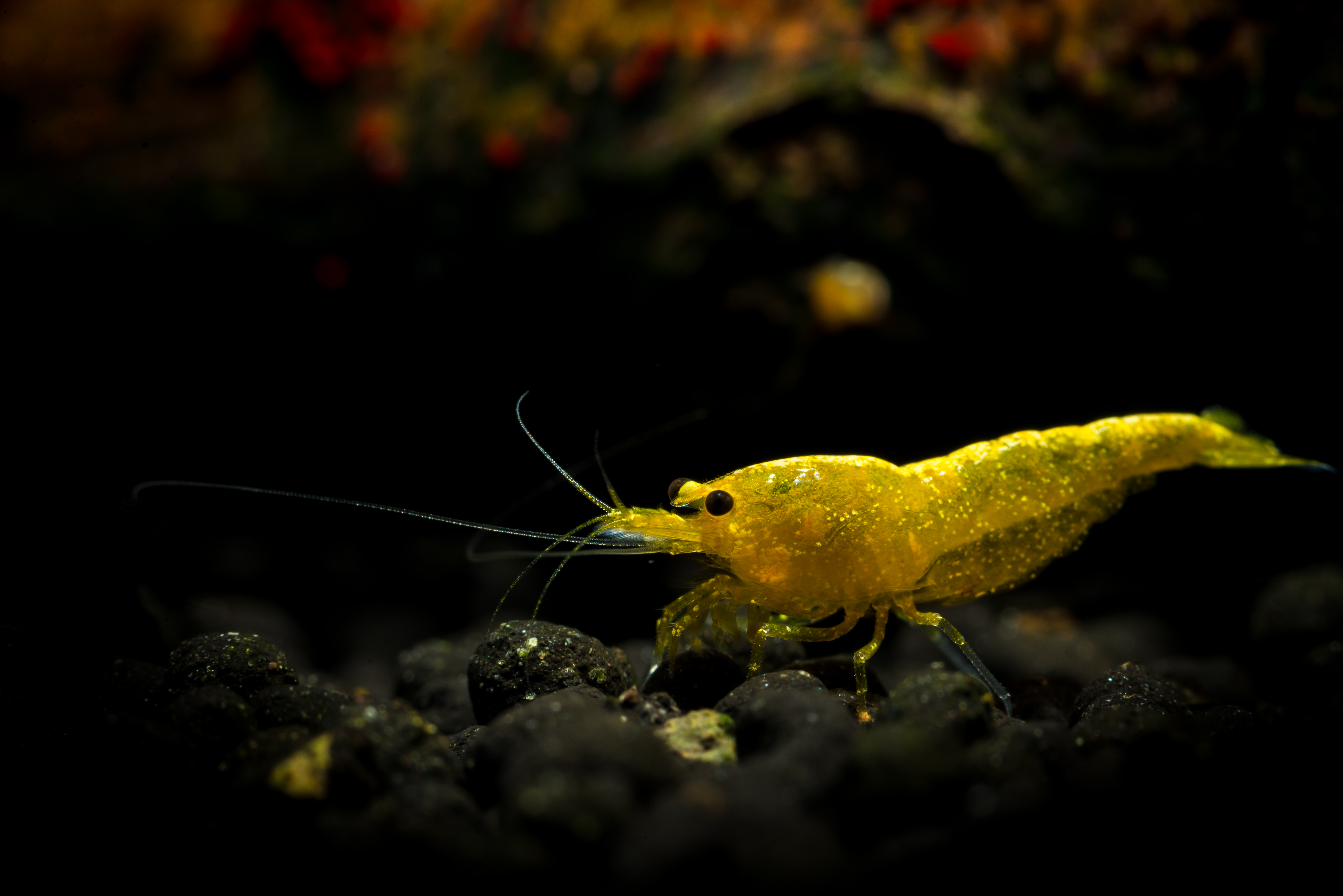 Yellow Dusk Cherry Shrimp