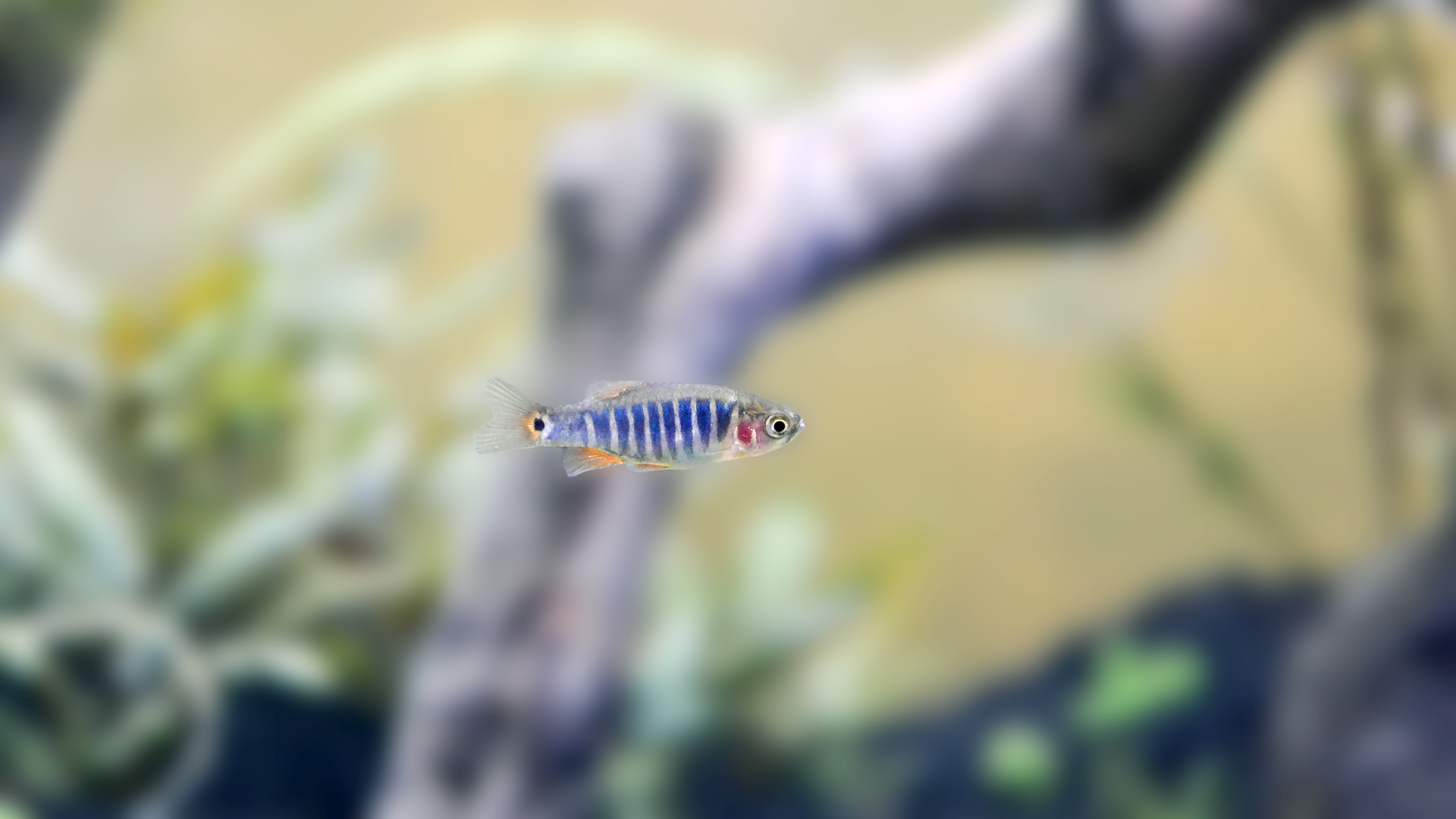 Emerald Dwarf Rasbora