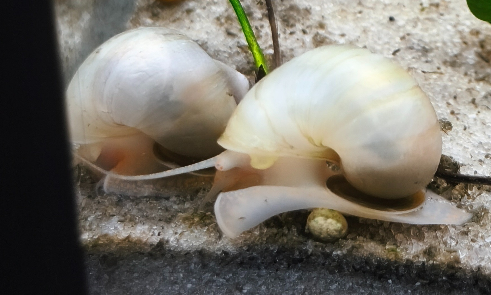 Coral Ivory Mystery Snail