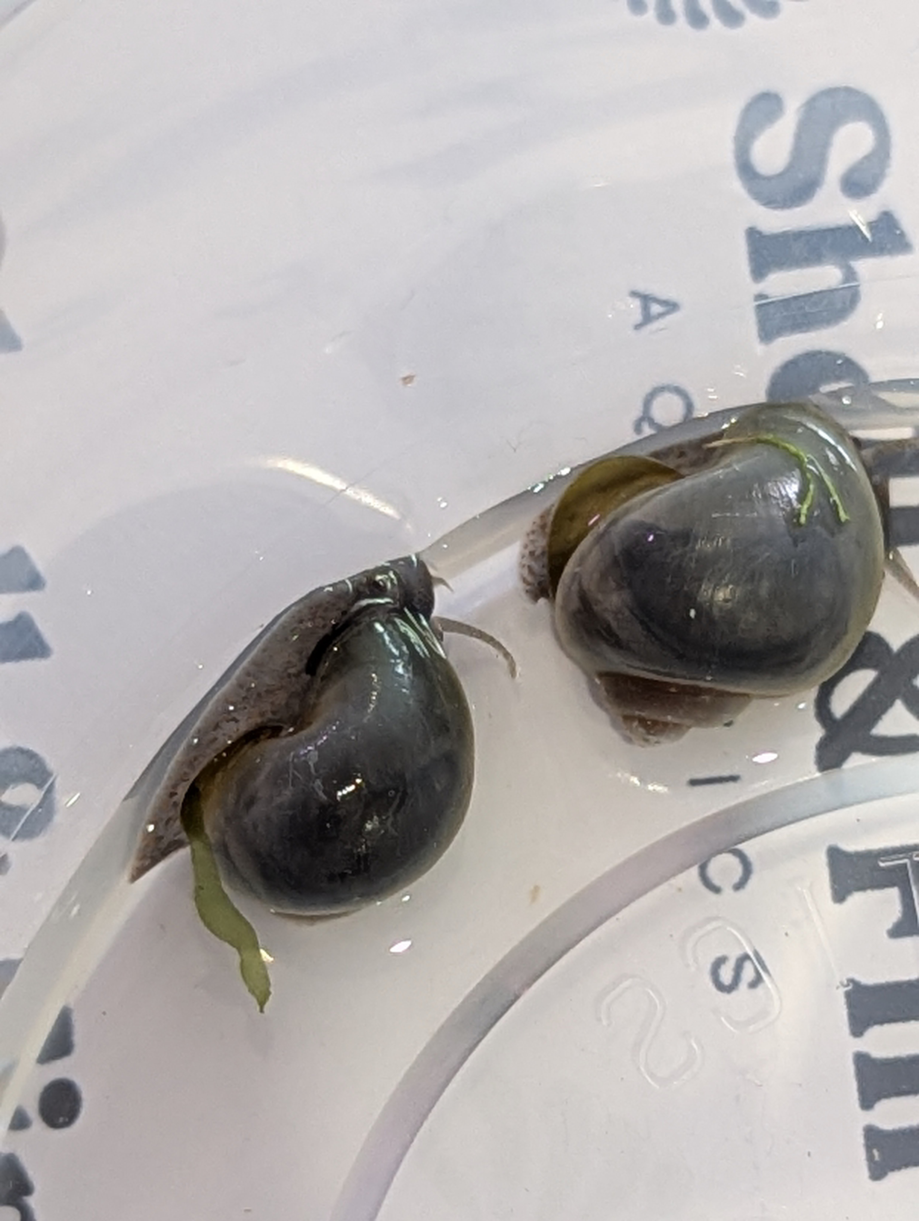 Sky Blue Mystery Snail (Lightfoot)