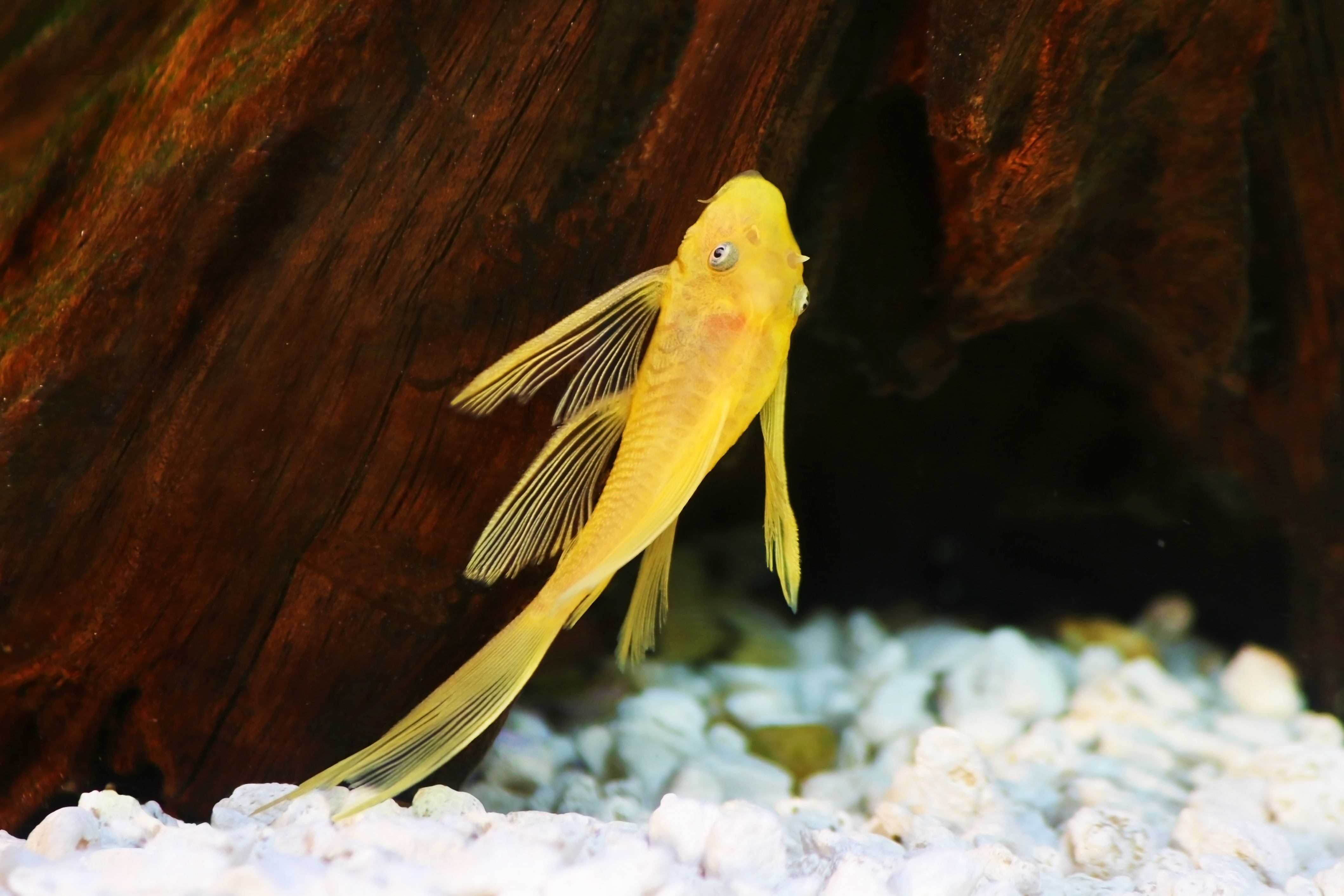 L144 Lemon Blue Eye Pleco (Longfin)