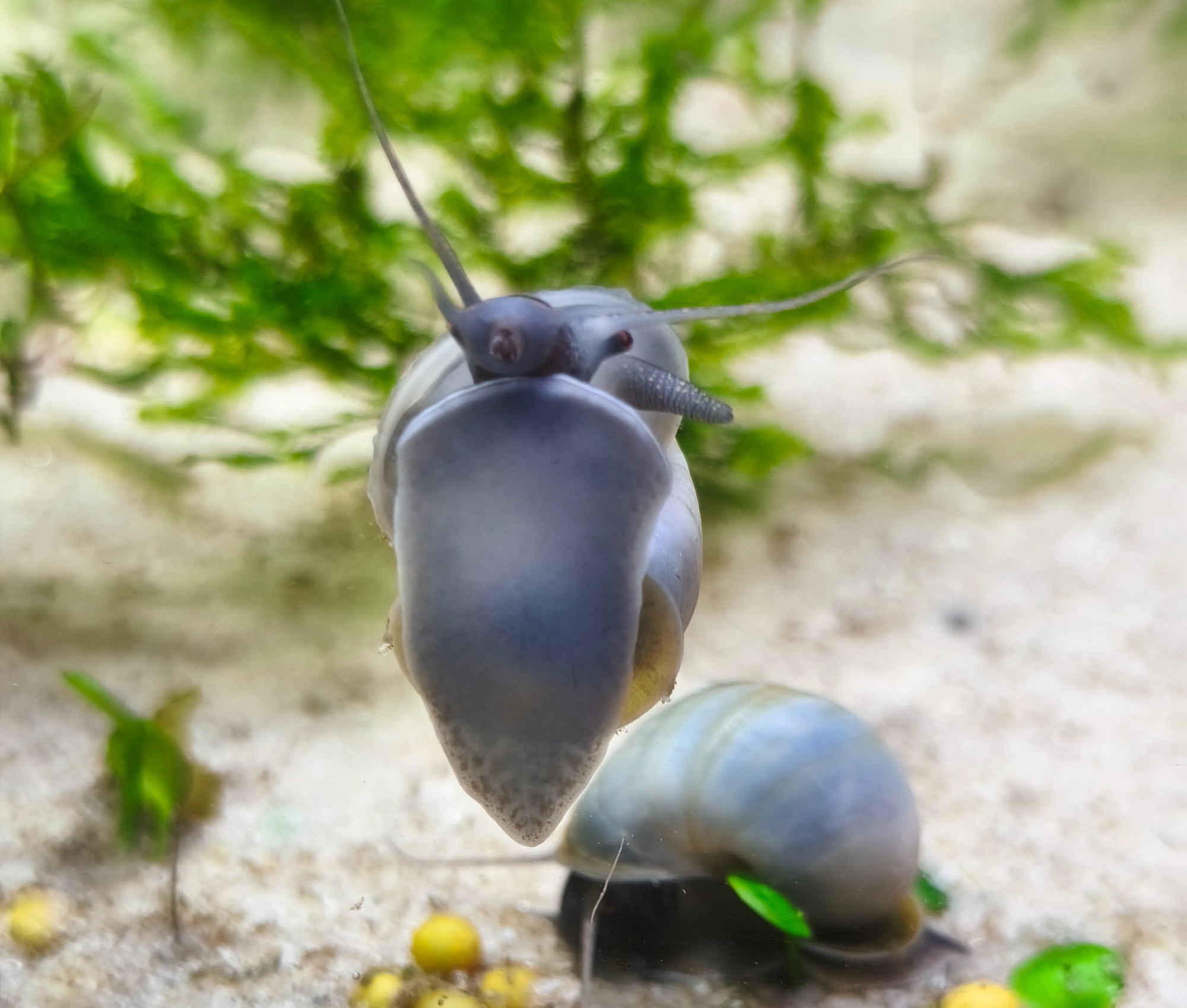 Sky Blue Mystery Snail (Lightfoot)