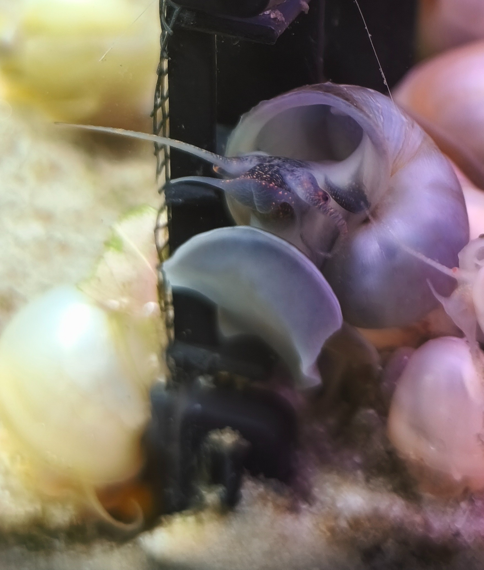 Gilded Steel-Blue Mystery Snail 