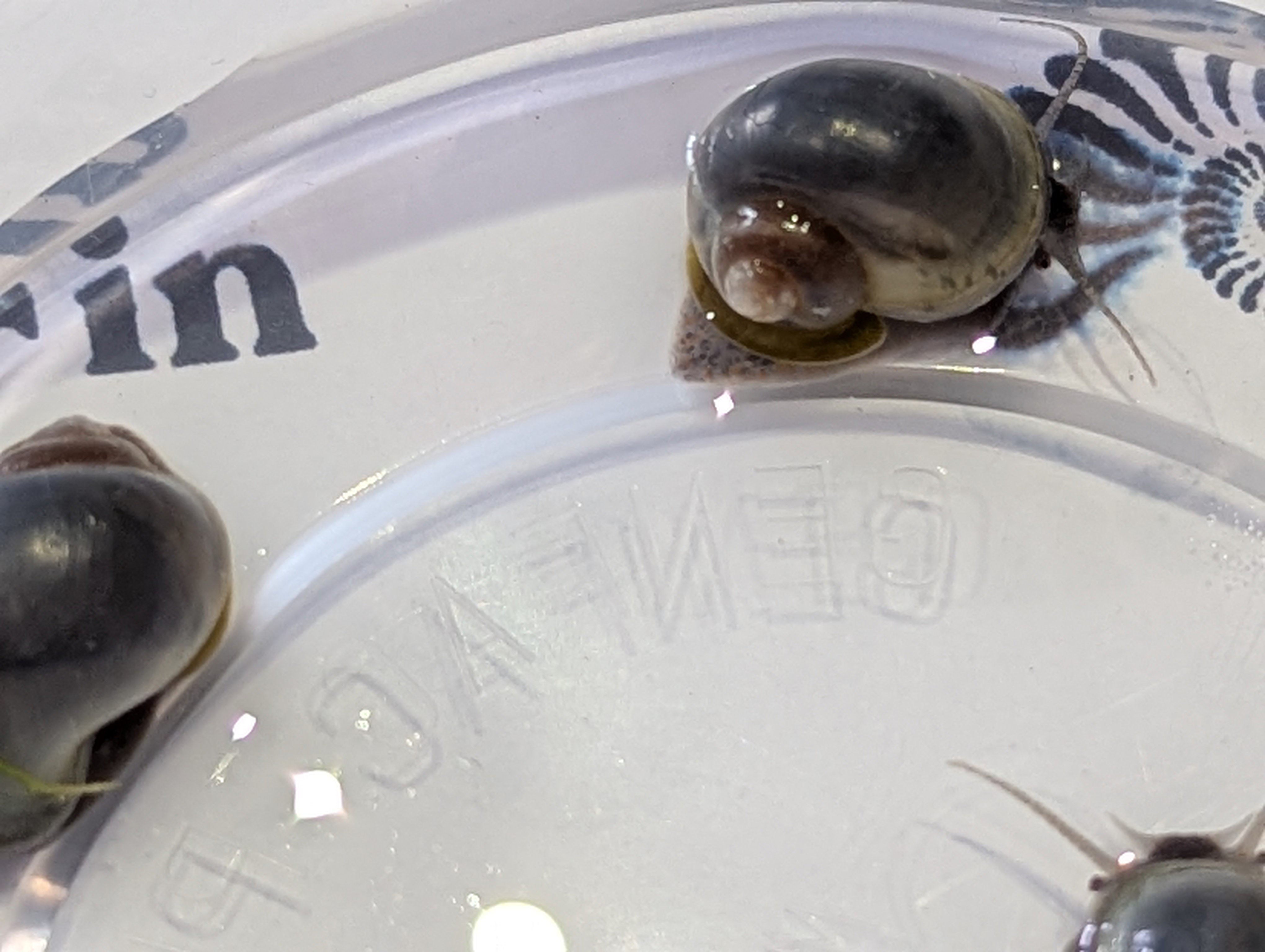 Sky Blue Mystery Snail (Lightfoot)