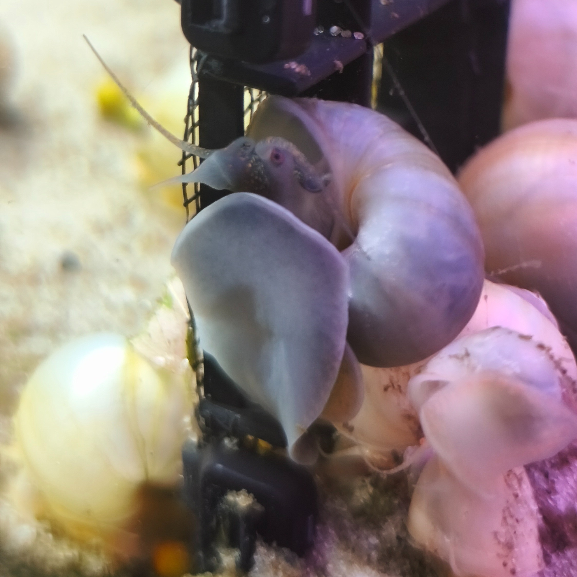 Gilded Steel-Blue Mystery Snail 