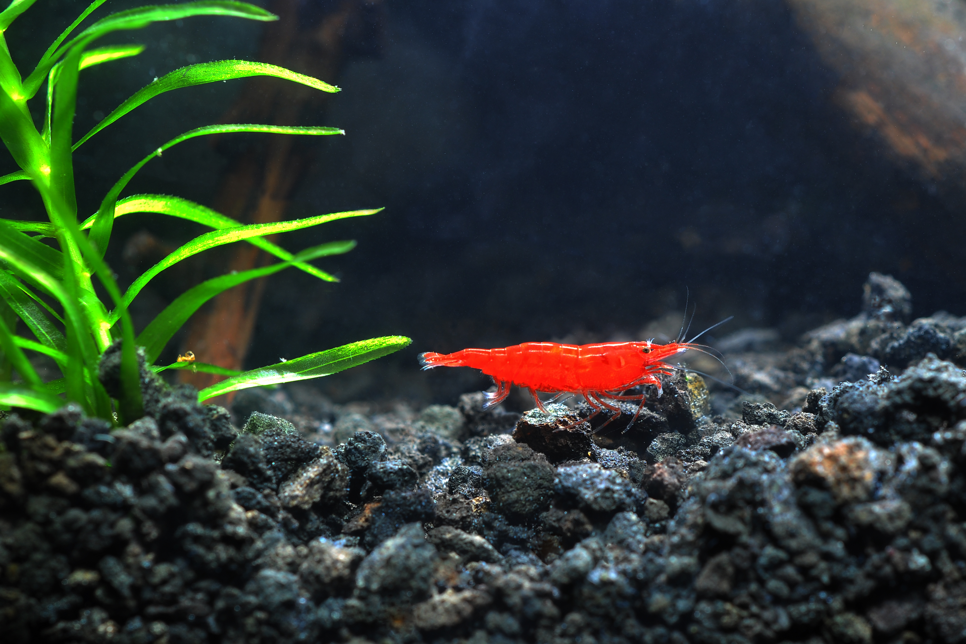 Bloody Mary Cherry Shrimp